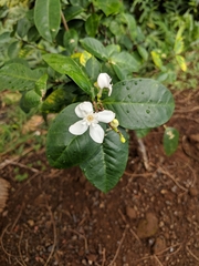 Wrightia antidysenterica