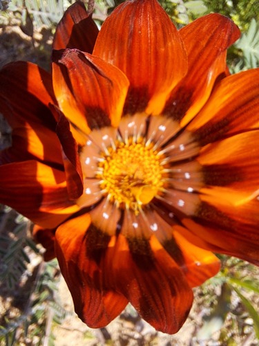 Gazania leiopoda, photograph 4