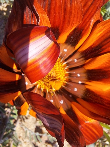 Gazania leiopoda, photograph 5