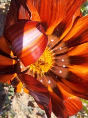 Gazania leiopoda, photograph (c) Noeleen du Toit, some rights reserved (CC BY-SA)