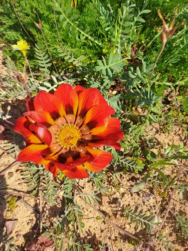 Gazania leiopoda, photograph 3