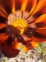 Gazania leiopoda, photograph (c) Noeleen du Toit, some rights reserved (CC BY-SA)