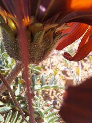 Gazania leiopoda, photograph (c) Noeleen du Toit, some rights reserved (CC BY-SA)