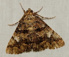 Metria amella