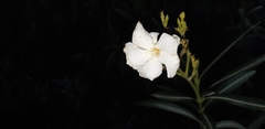Apocynoideae