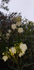 Apocynoideae