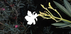 Apocynoideae