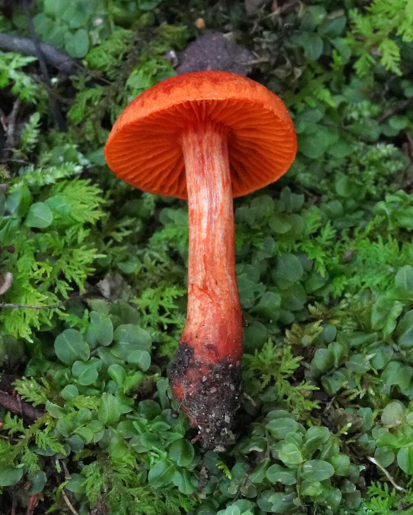 Cortinarius hesleri from Tranquility Ridge, Hewitt, NJ, USA on August