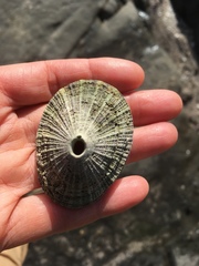 Diodora
