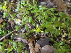 Ranunculus glabrifolius
