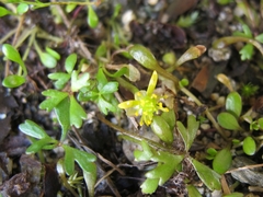 Ranunculus glabrifolius