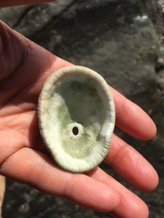 Diodora