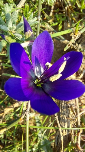 Image of Geissorhiza lewisiae by (c) Jacques van der Merwe, some rights reserved (CC BY-SA)