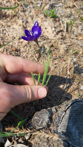Image of Geissorhiza lewisiae by (c) Jacques van der Merwe, some rights reserved (CC BY-SA)
