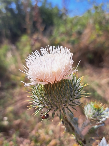cotton thistle