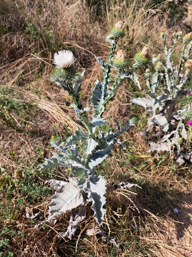cotton thistle