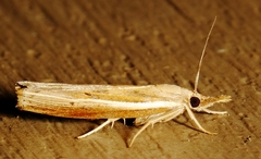 Fissicrambus profanellus