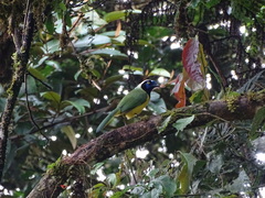 Cyanocorax yncas yncas