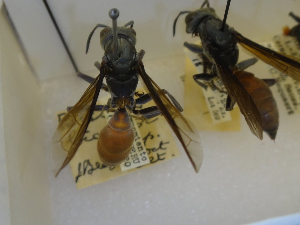 Polistes bicolor
