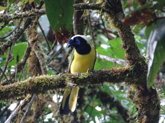Cyanocorax yncas yncas