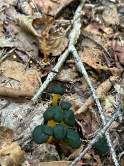 Leotia lubrica image