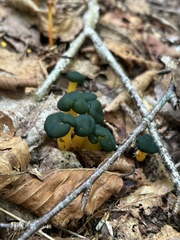Leotia lubrica image