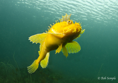 Hemitripterus americanus