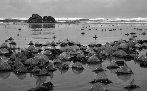 By-the-wind Sailor, Cannon Beach, photo 8 of 10