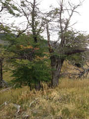 Nothofagus antarctica