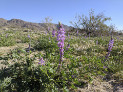 Lupinus arizonicus