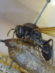 Polistes deceptor