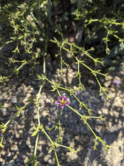 Fagonia laevis