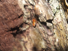 Alpaida gallardoi