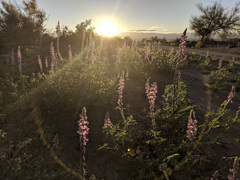 Lupinus arizonicus