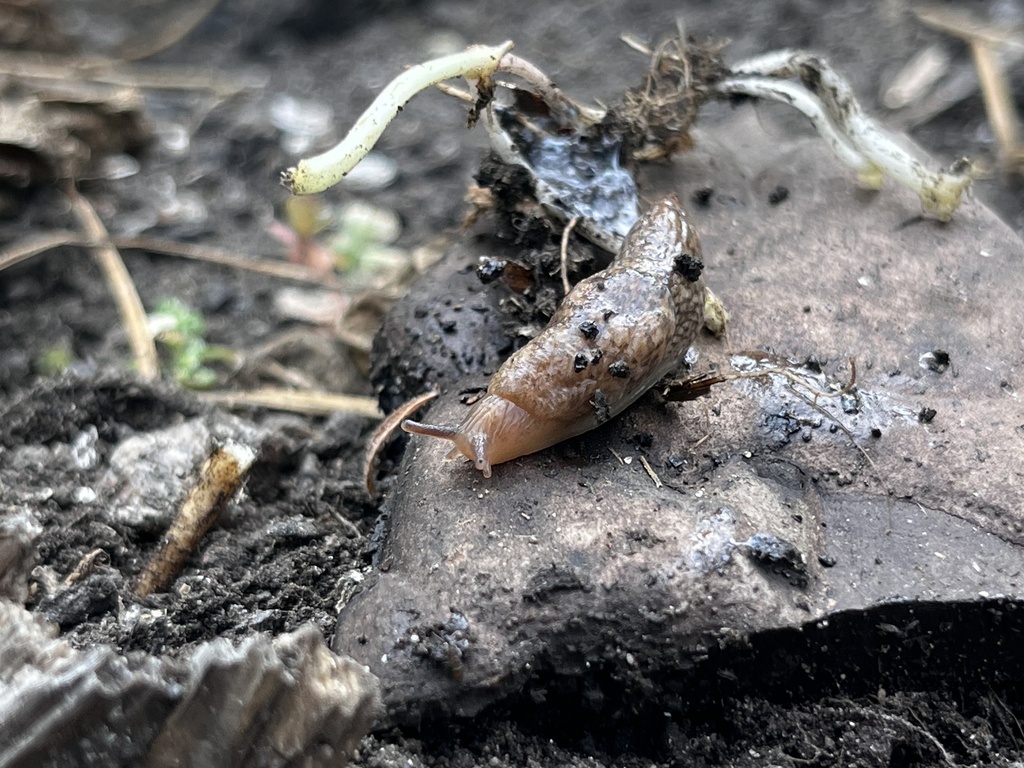 Smooth Land Slugs from McLean Ave, Saint Paul, MN, US on August 29