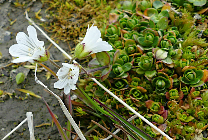 Regel's Chickweed