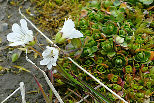 Cerastium regelii