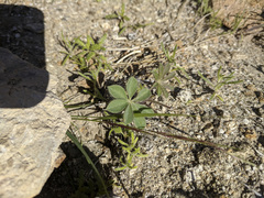 Lupinus arizonicus