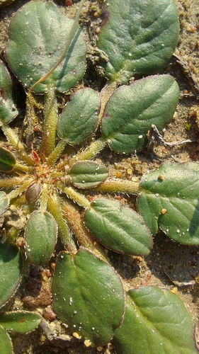 Image of Pelargonium chelidonium by (c) Jacques van der Merwe, some rights reserved (CC BY-SA)