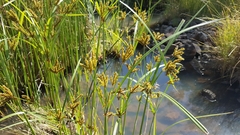 Cyperus exaltatus