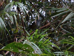 Drymophila striaticeps