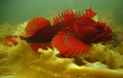 Hemitripterus americanus