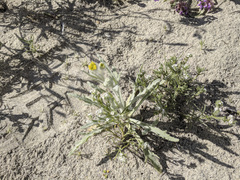 Baileya pauciradiata