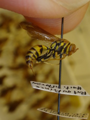 Polistes incertus