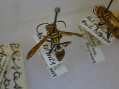 Polistes incertus