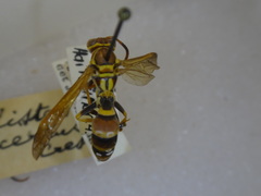 Polistes incertus