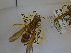 Polistes incertus