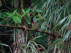 Poecilotriccus ruficeps