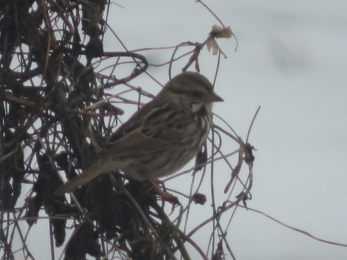 Eastern Song Sparrow photographed in Connecticut