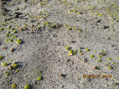 Anoteropsis litoralis